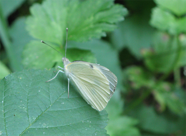 Lepidotteri del Parco dei Gessi Bolognesi